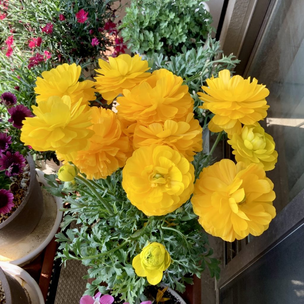 ラナンキュラス